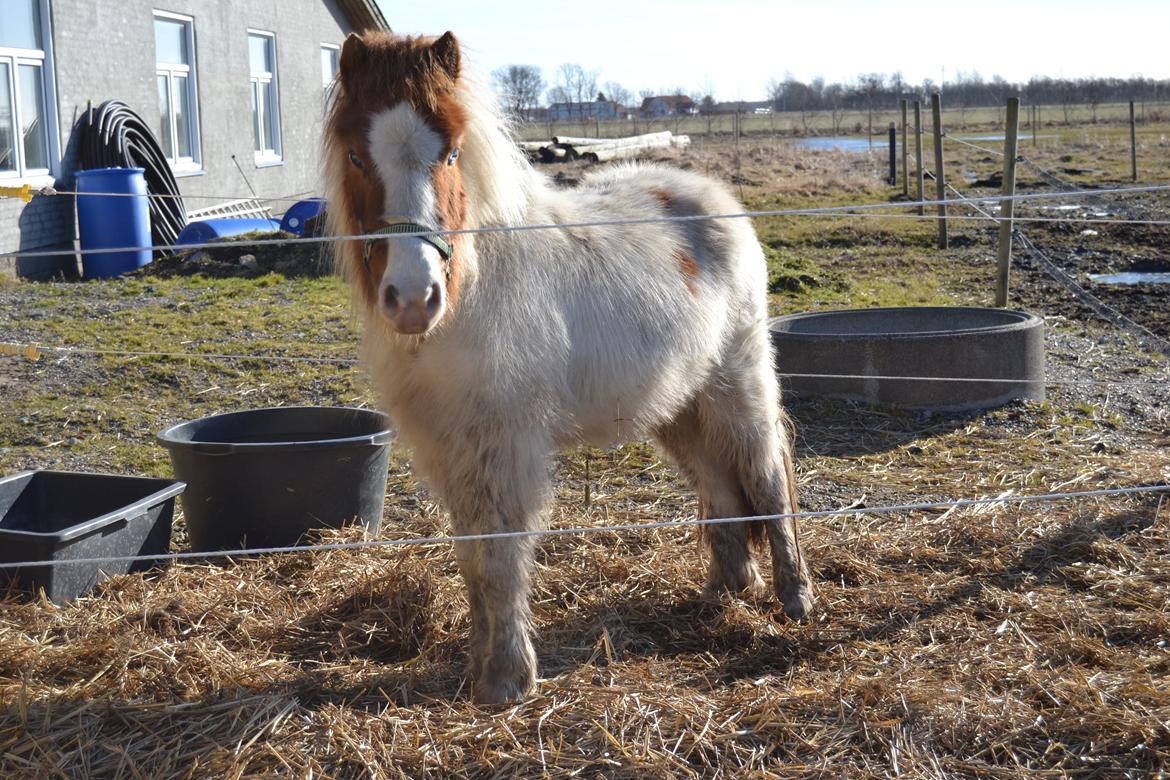 Shetlænder Bianca - Min smukke basse med tyk vinterpels :)  billede 11