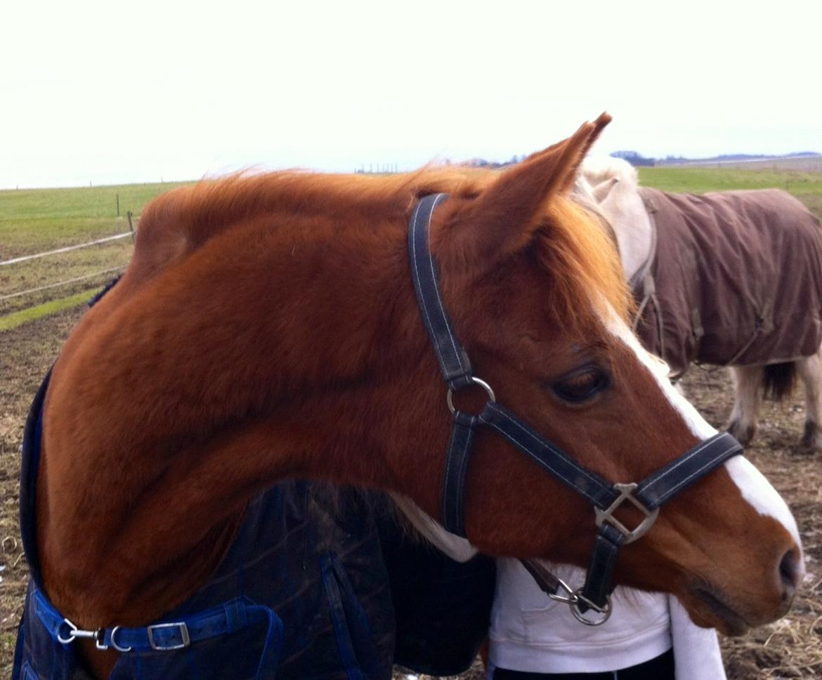 Hollandsk Sportspony Ronaldo - Velkommen til Ronaldo´s profil billede 1