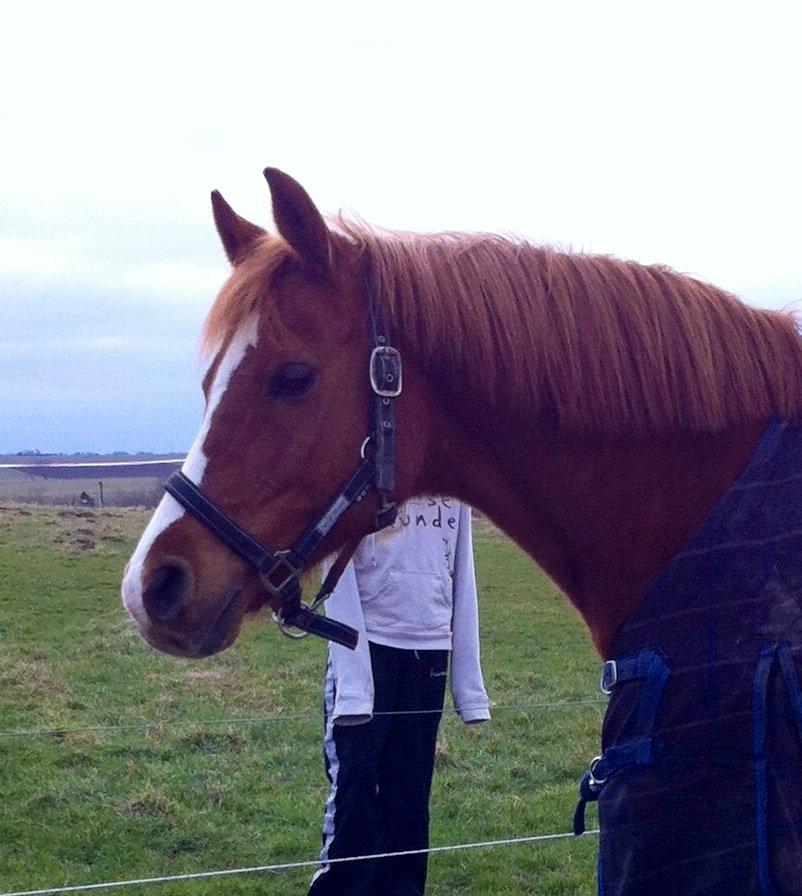 Hollandsk Sportspony Ronaldo billede 2