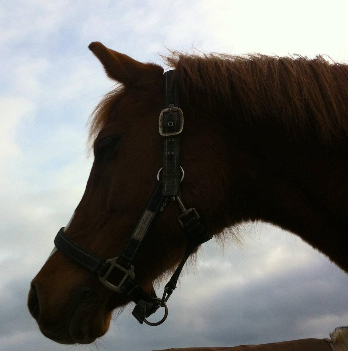 Hollandsk Sportspony Ronaldo billede 3