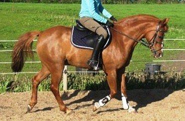 Hollandsk Sportspony Ronaldo billede 4