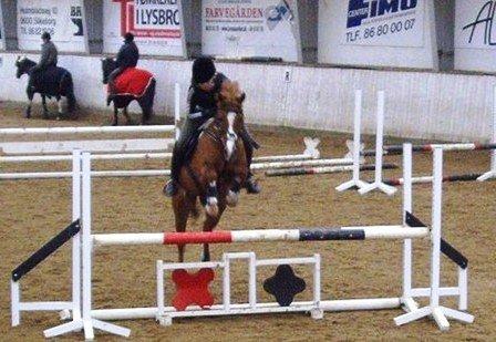 Hollandsk Sportspony Ronaldo billede 5