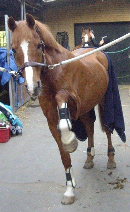 Hollandsk Sportspony Ronaldo billede 6