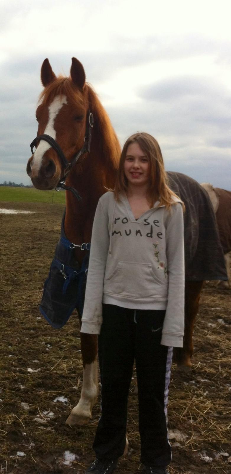 Hollandsk Sportspony Ronaldo billede 7