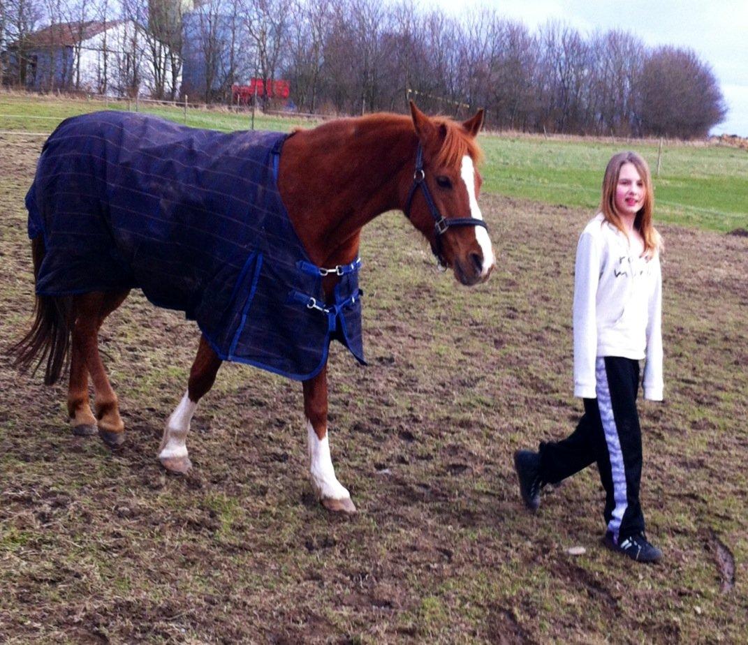 Hollandsk Sportspony Ronaldo billede 8