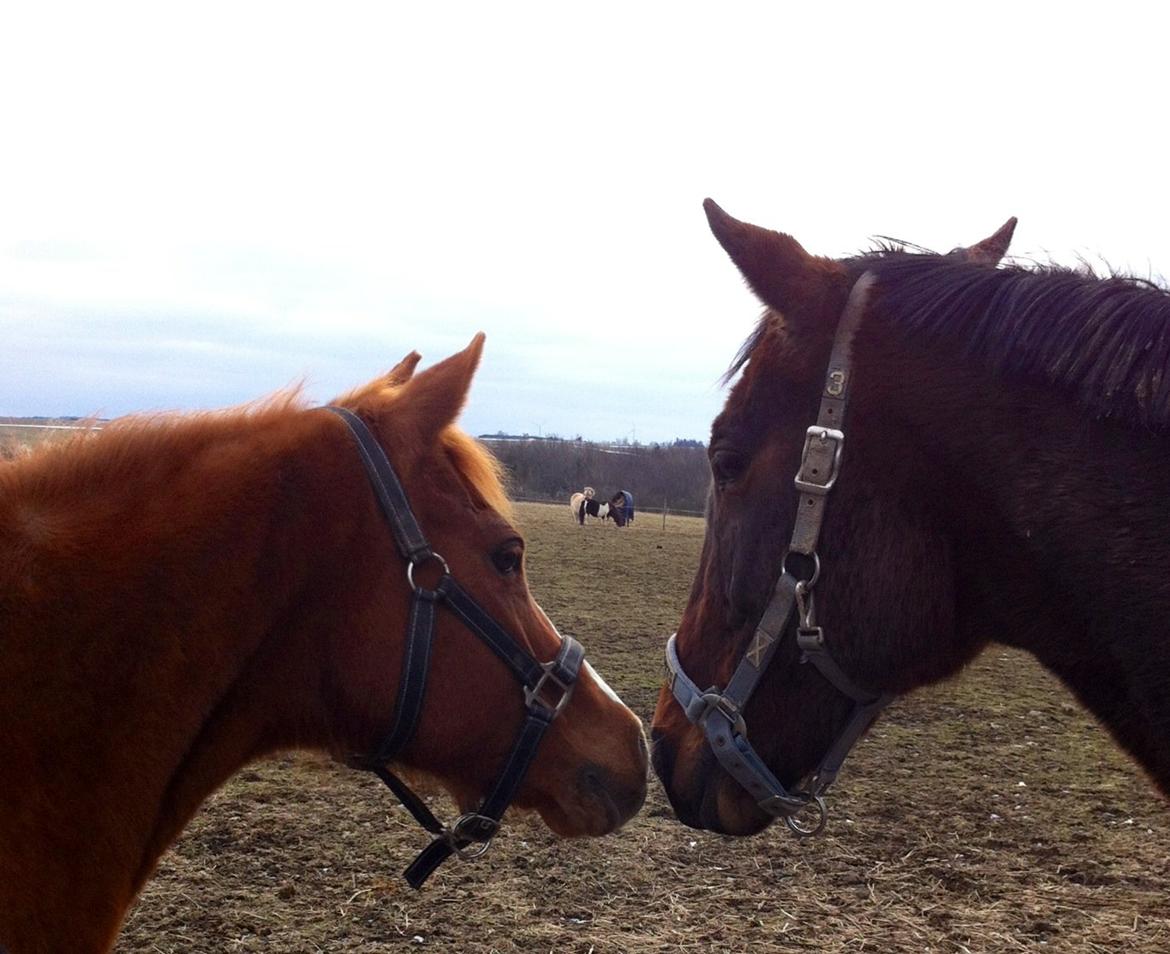 Hollandsk Sportspony Ronaldo billede 11