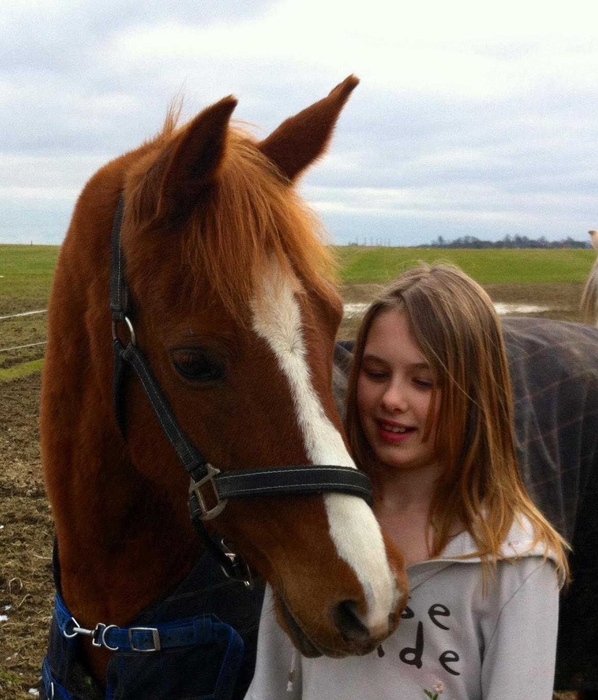 Hollandsk Sportspony Ronaldo billede 9