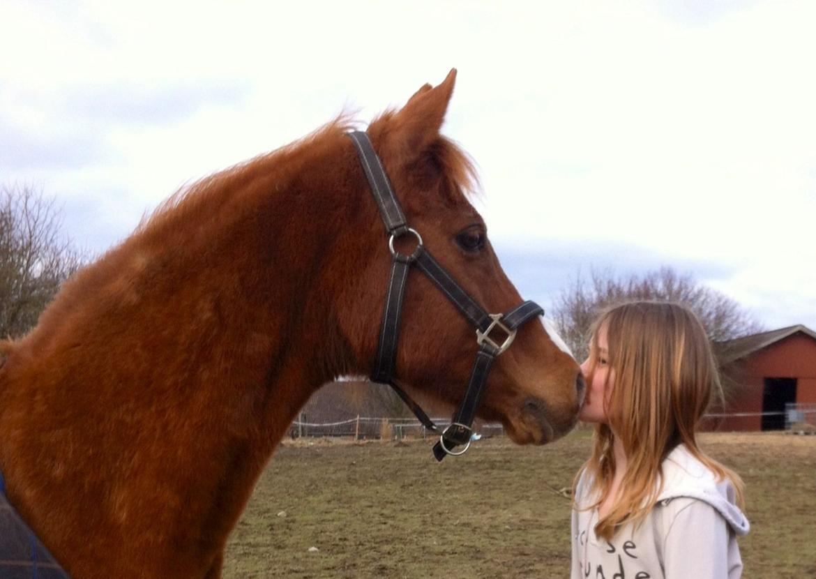 Hollandsk Sportspony Ronaldo billede 10