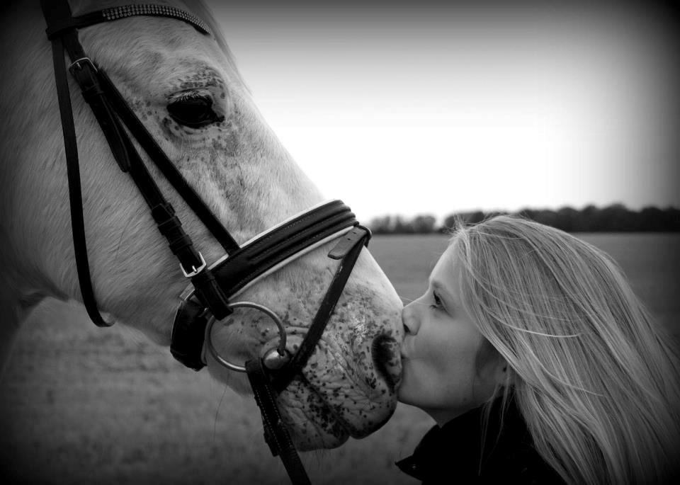 Connemara Don Quixote billede 4