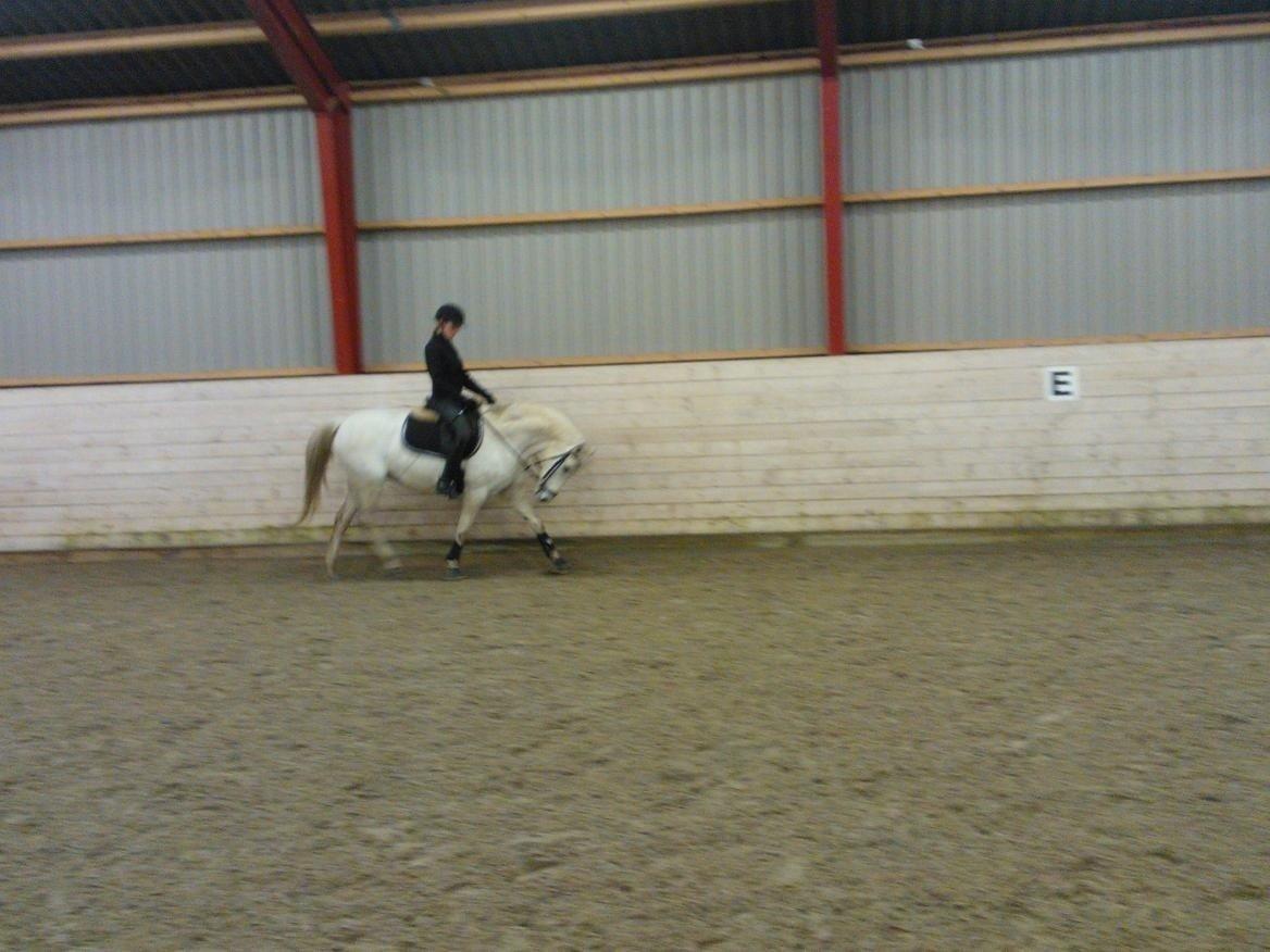 Tysk Sportspony Freja *SOLGT* :'( billede 18