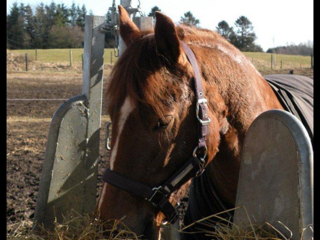 Anden særlig race Papaya - papaya spiser sit wrap:) billede 3