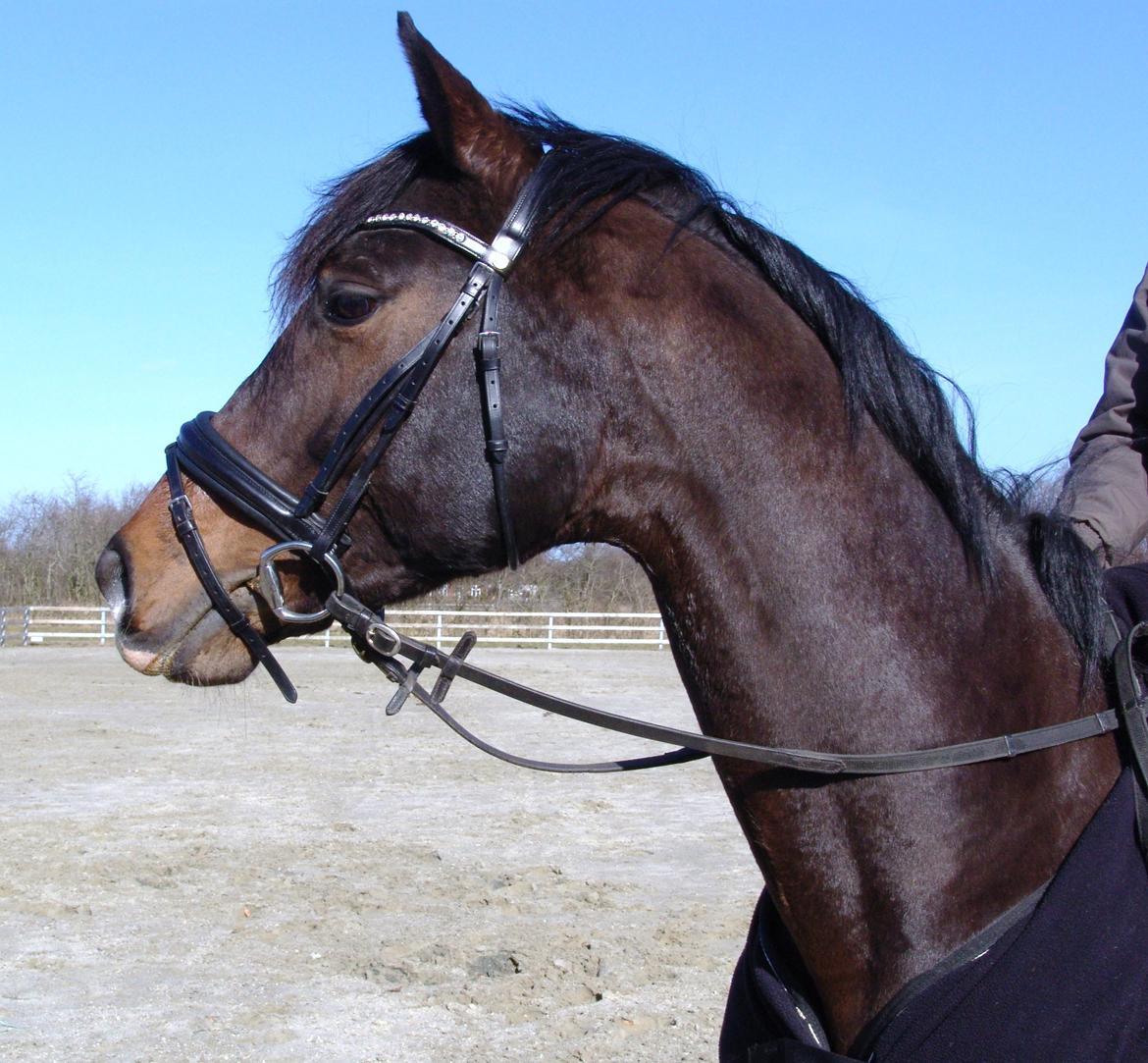 Dansk Varmblod Kronborgs Deco - HINGST - 3. marts 2013 billede 3