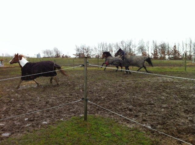 Anden særlig race Zybilla R.I.P. - 17/4-2013 billede 1