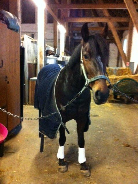 Anden særlig race Zybilla R.I.P. - 17/4-2013 billede 6