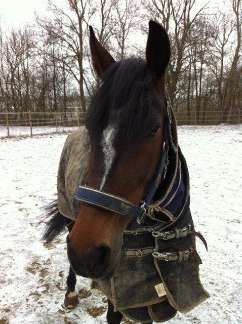 Anden særlig race Zybilla R.I.P. - 17/4-2013 billede 7