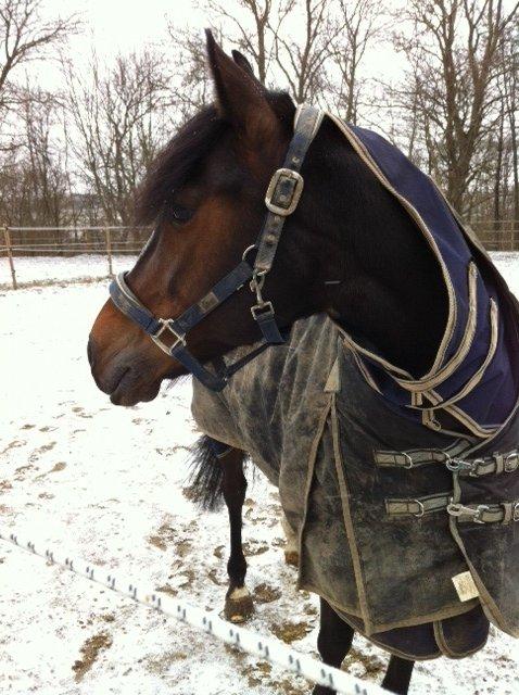 Anden særlig race Zybilla R.I.P. - 17/4-2013 billede 8