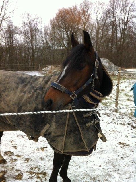 Anden særlig race Zybilla R.I.P. - 17/4-2013 billede 9