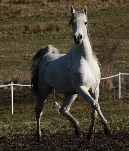 Arabisk fuldblod (OX) Carisma Bint Psaida - UDLÅNT billede 17