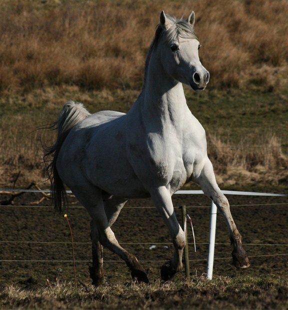 Arabisk fuldblod (OX) Carisma Bint Psaida - UDLÅNT billede 18