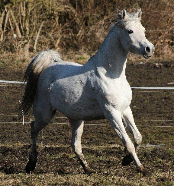 Arabisk fuldblod (OX) Carisma Bint Psaida - UDLÅNT billede 20