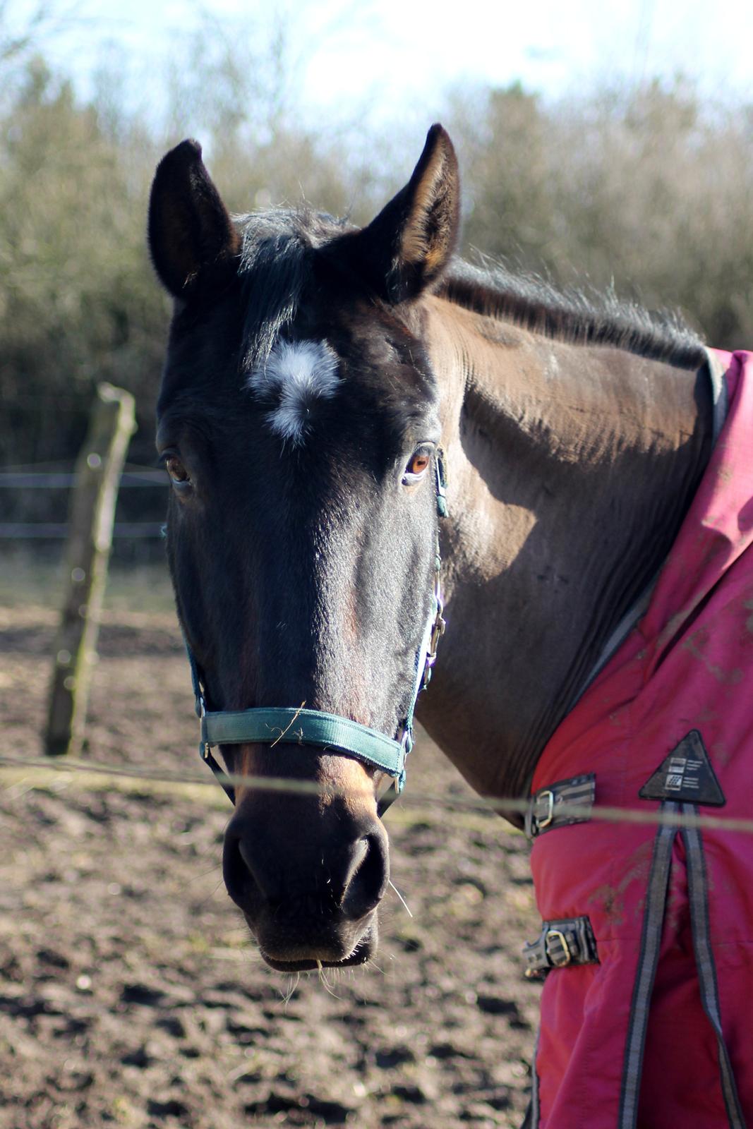 Dansk Varmblod Tzigane billede 15
