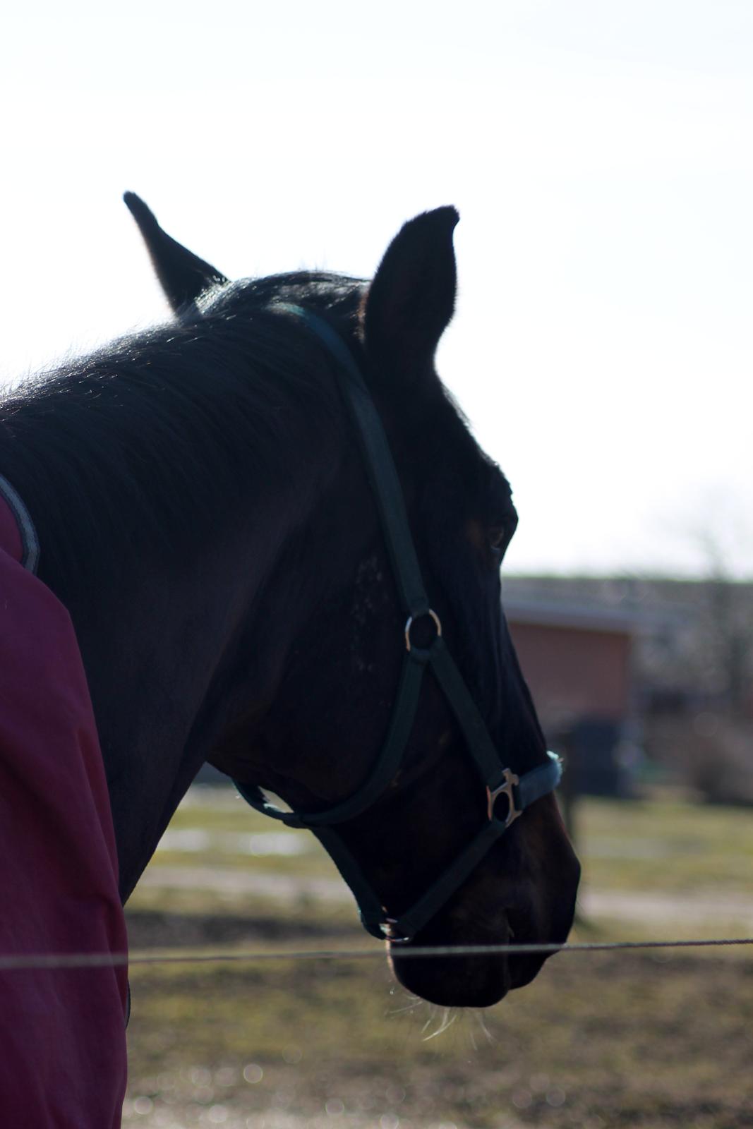 Dansk Varmblod Tzigane - Han nyder solen og endelig at være udenfor igen ;-) billede 10