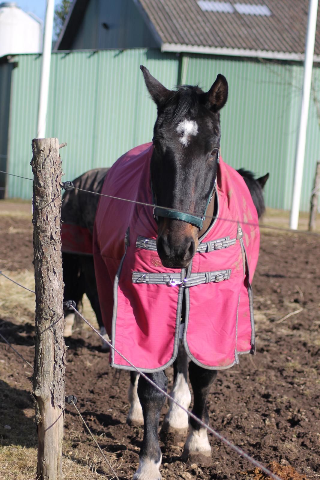 Dansk Varmblod Tzigane - Bassen kom hen til mig på folden, og han fulgte mig rundt ;-) billede 6