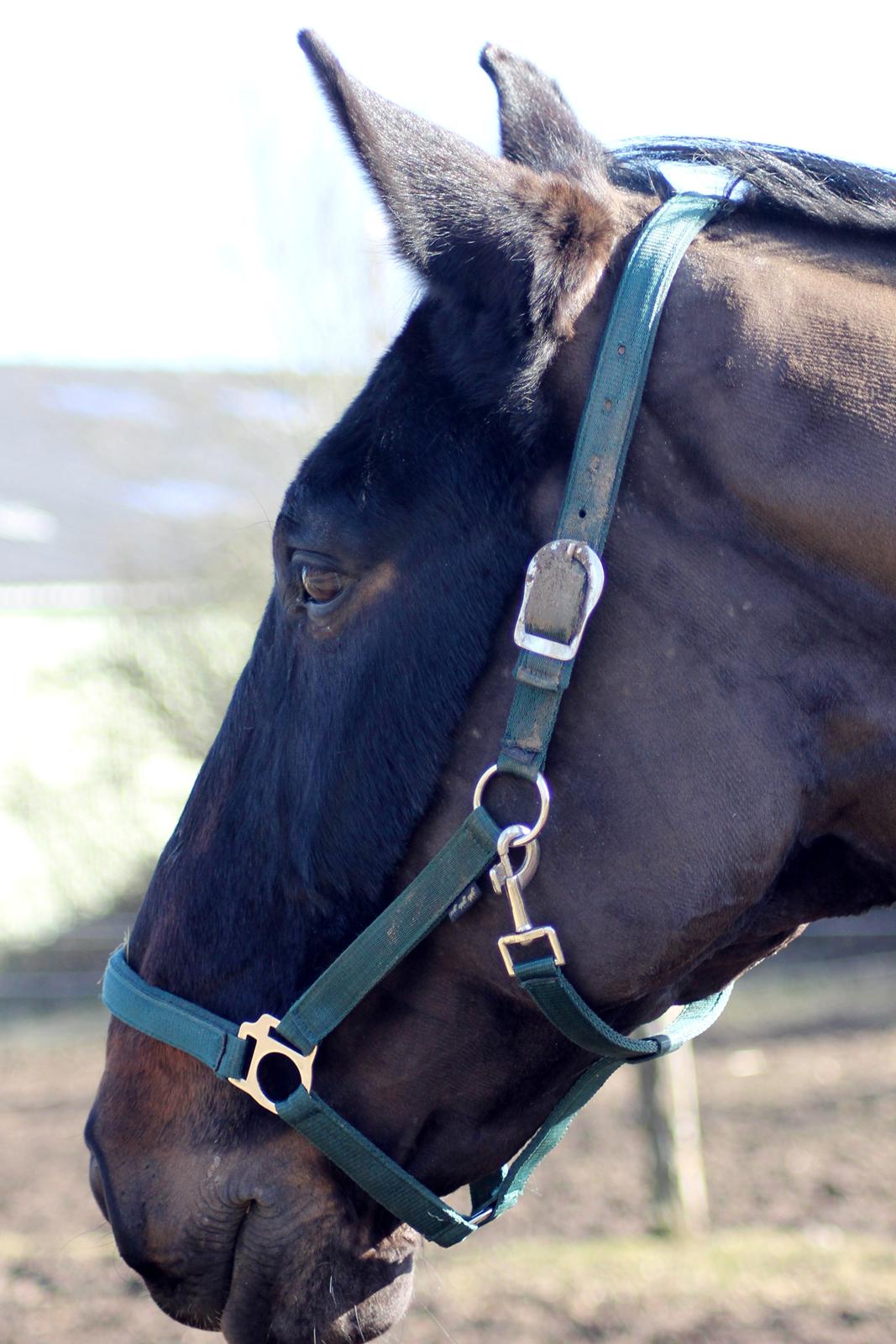 Dansk Varmblod Tzigane billede 1