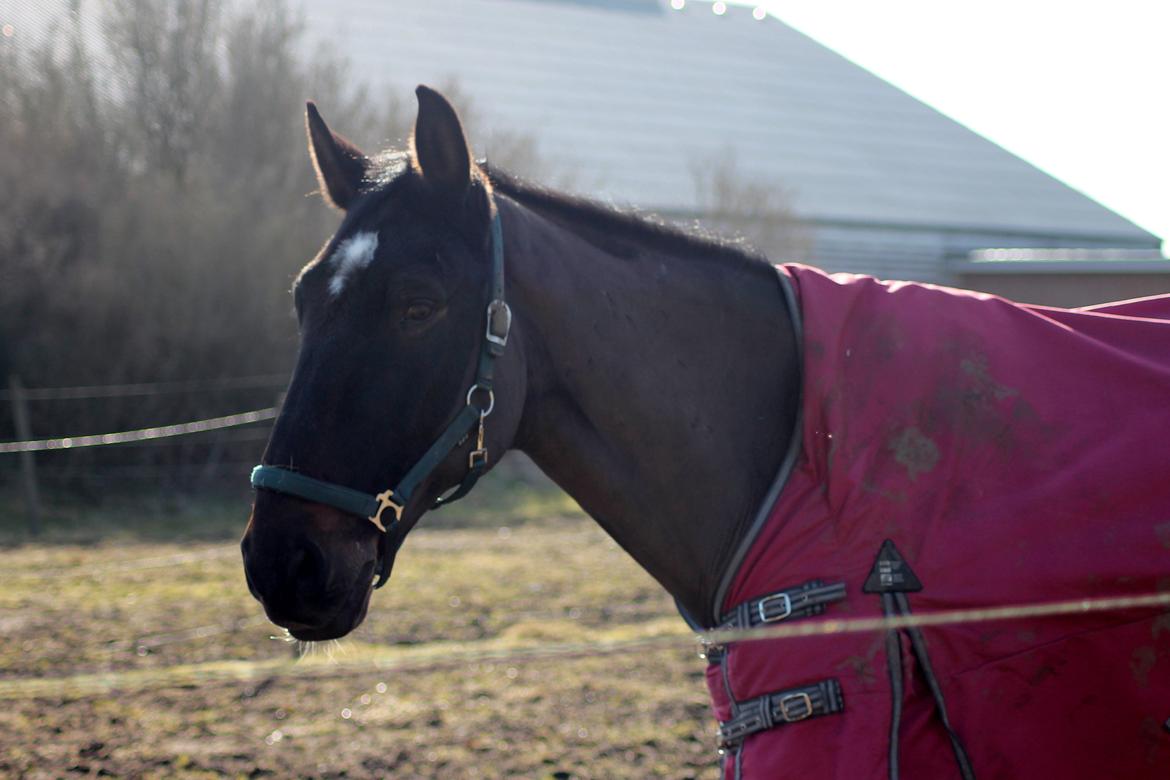 Dansk Varmblod Tzigane billede 9