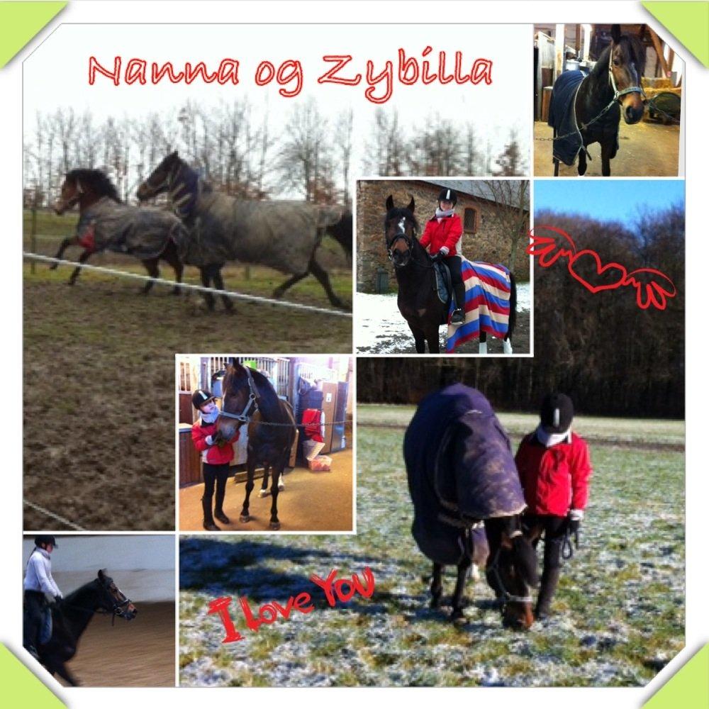 Anden særlig race Zybilla R.I.P. - 17/4-2013 billede 5