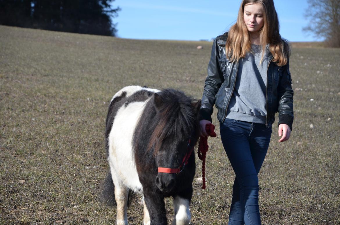 Shetlænder Tulli | Winthers Tulip - Gåtur over markerne.
03.03.2013
 billede 8
