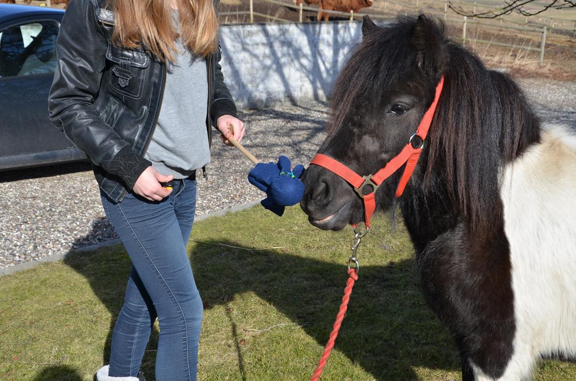 Shetlænder Tulli | Winthers Tulip - Lidt klikkertræning i det små.<3
03.03.2013 billede 9