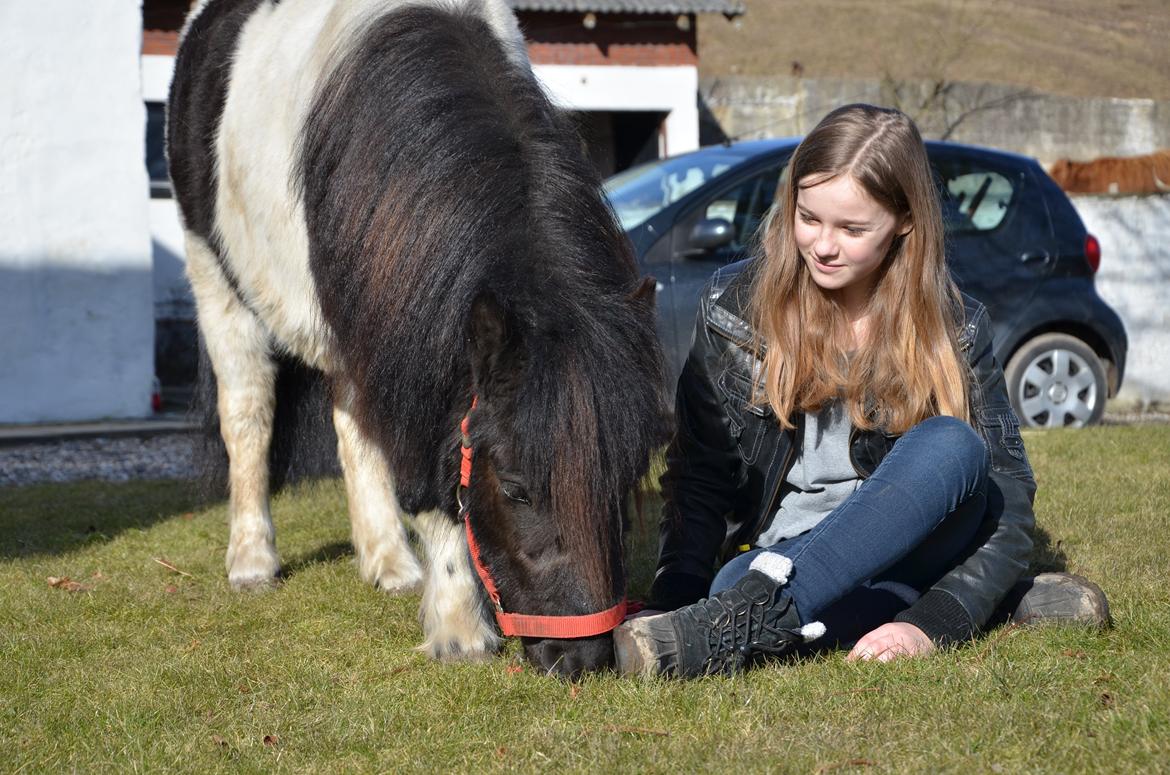 Shetlænder Tulli | Winthers Tulip - Små heste kan skabe ligeså meget glæde som store!<3
03.03.2013 billede 1