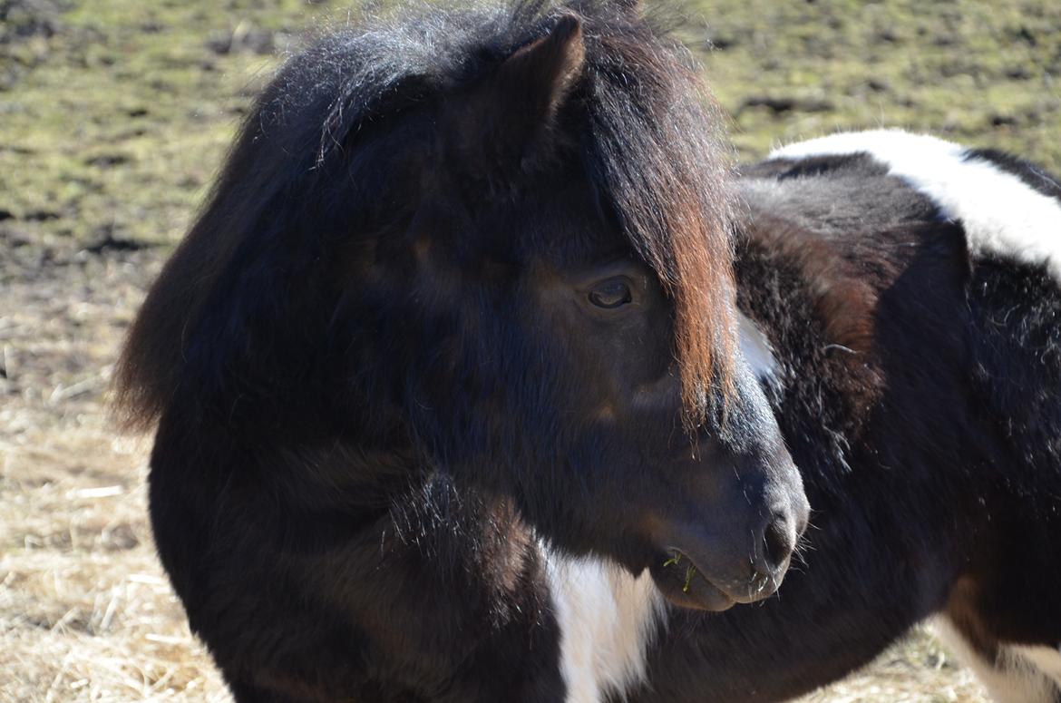 Shetlænder Tulli | Winthers Tulip - Fotogen!!
03.03.2013 billede 10
