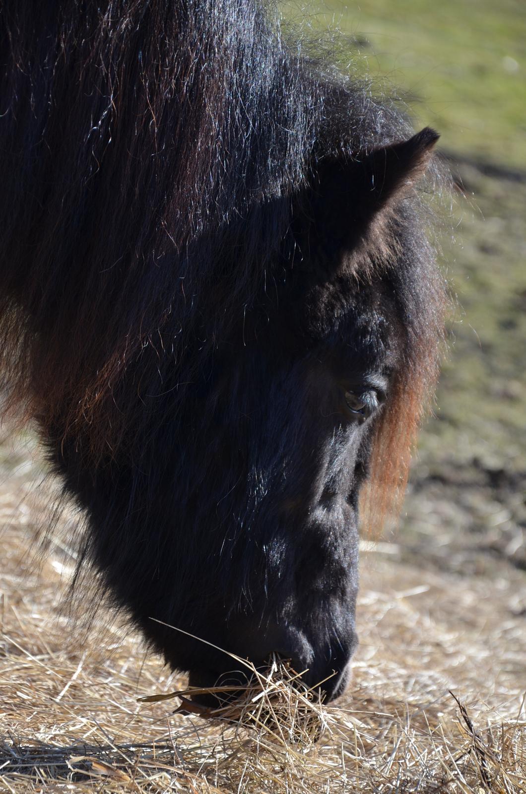 Shetlænder Tulli | Winthers Tulip - Tulsen<3
03.03.2013 billede 11