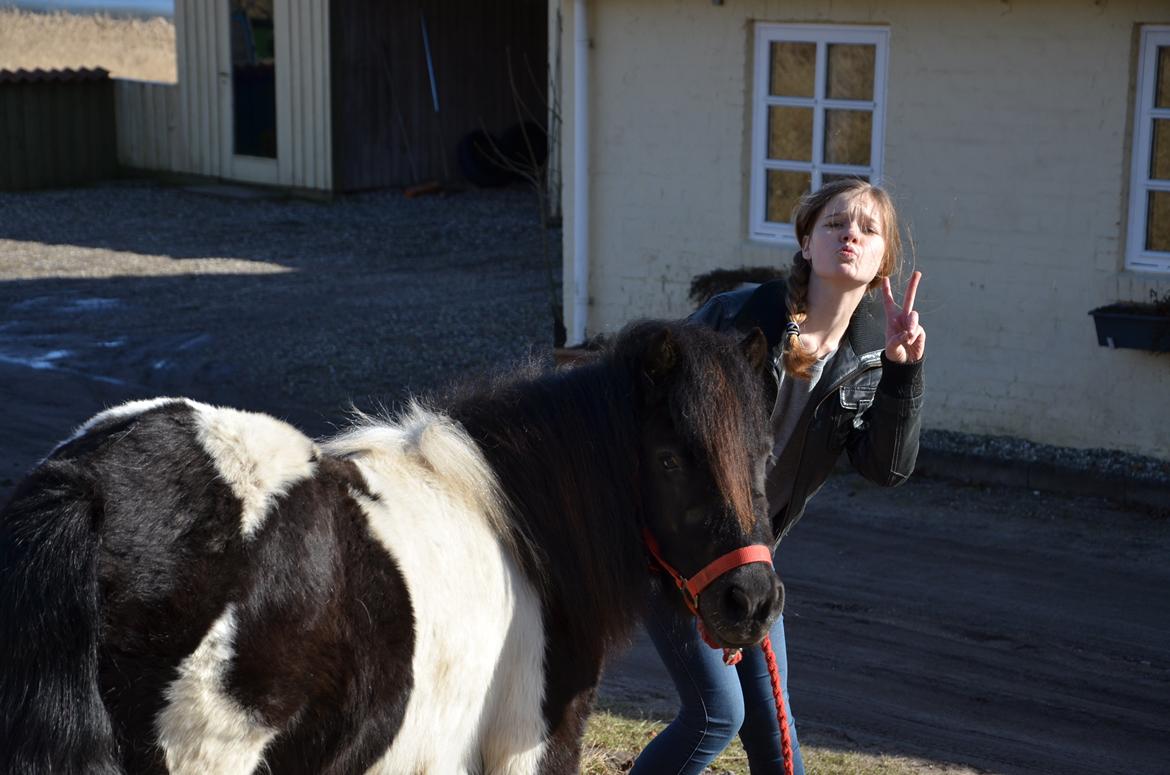 Shetlænder Tulli | Winthers Tulip - Vi er bedst når vi er 2!!
03.03.2013 billede 12