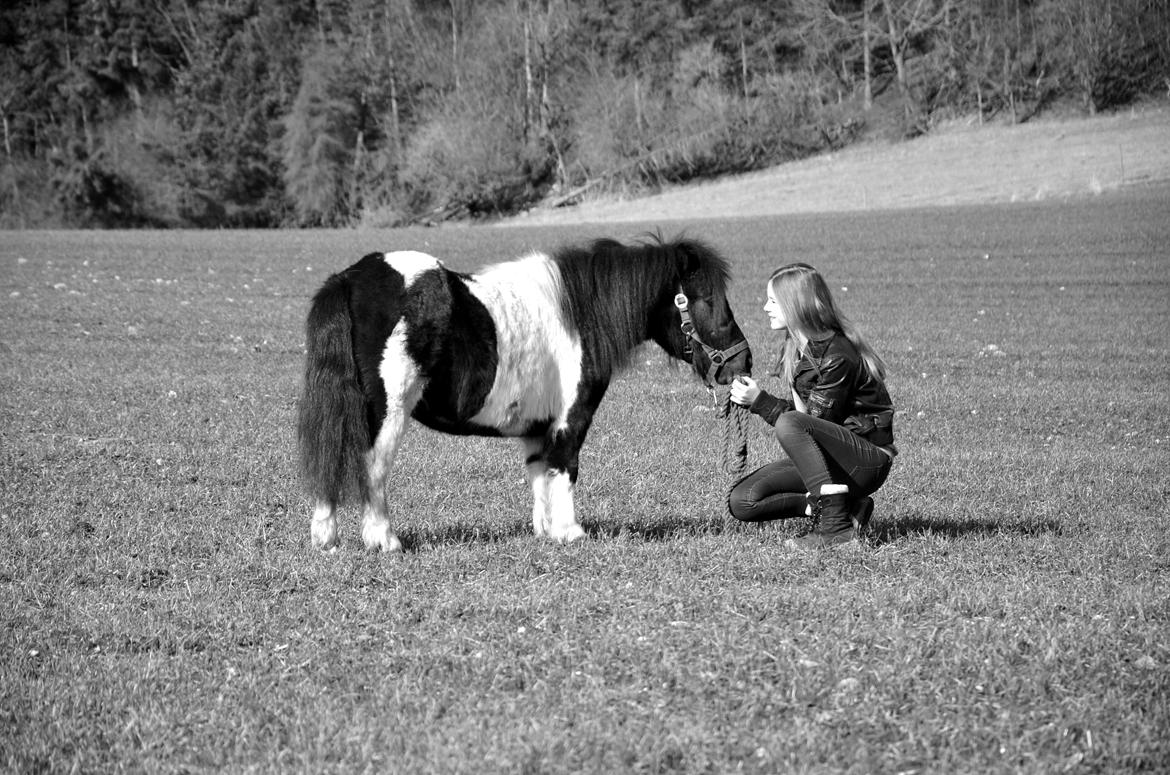Shetlænder Tulli | Winthers Tulip - Kunne ikke have fået en bedre pony-mule!
03.03.2013 billede 13