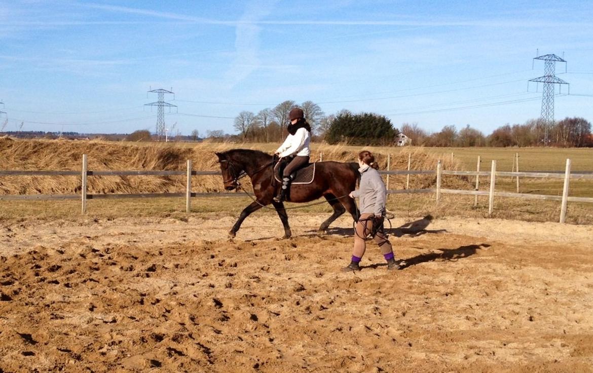 Dansk Varmblod Silhouette billede 13