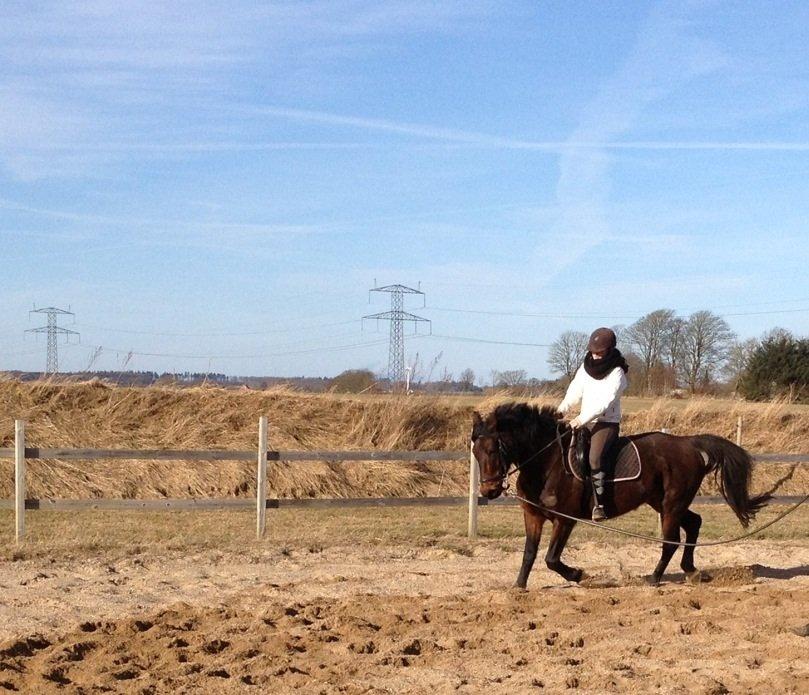 Dansk Varmblod Silhouette billede 8