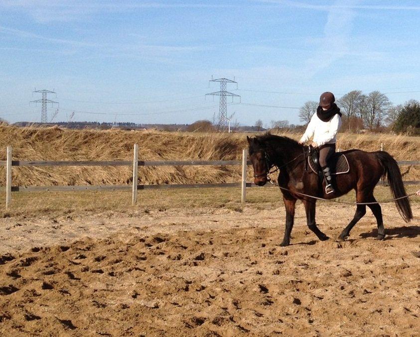 Dansk Varmblod Silhouette billede 14