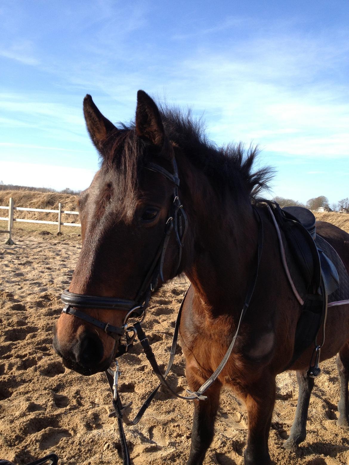 Dansk Varmblod Silhouette billede 3