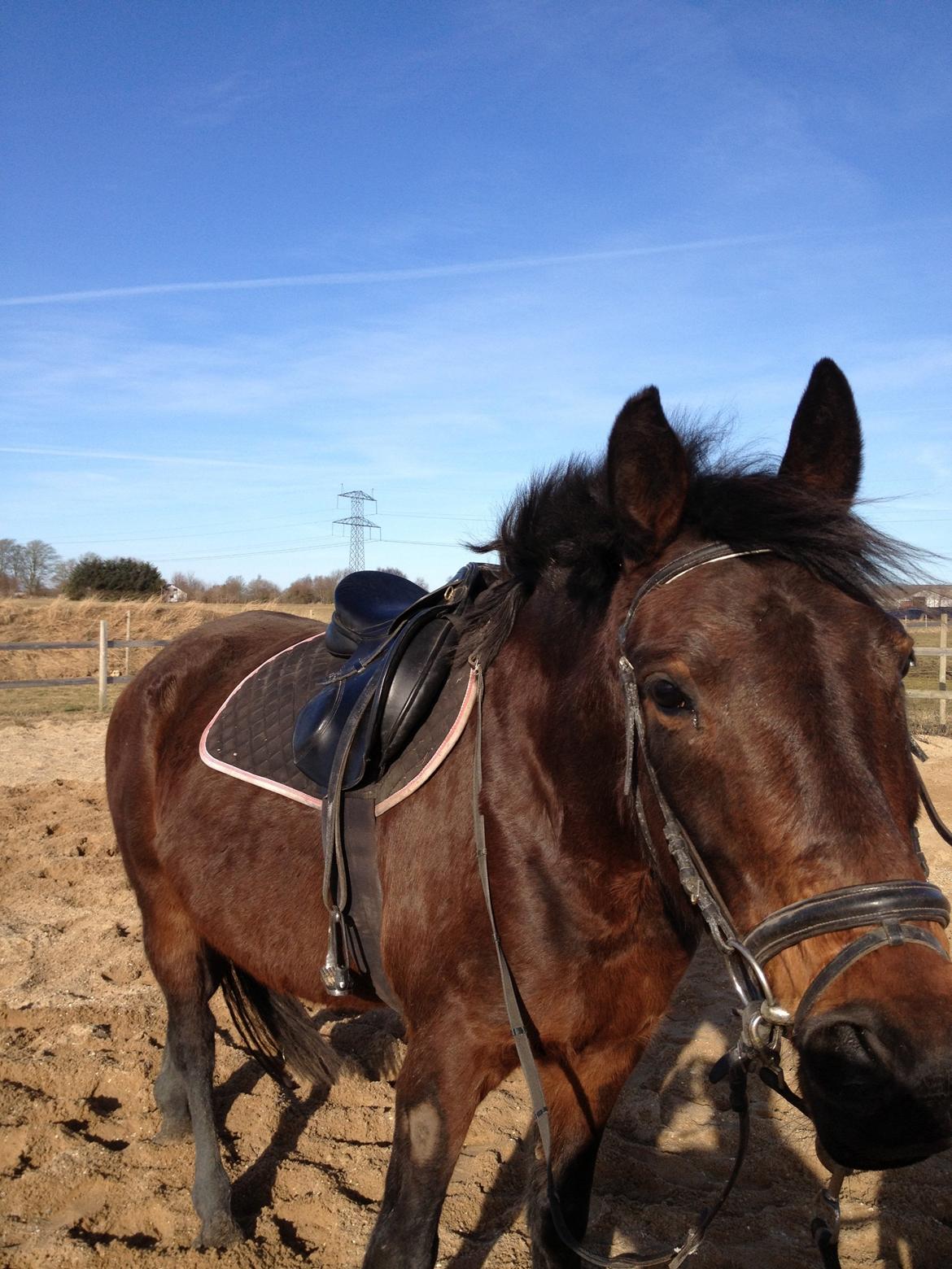 Dansk Varmblod Silhouette billede 16