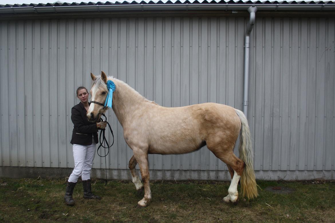 Welsh Cob (sec D) Sorrelcourt Enought Said *solgt* billede 3