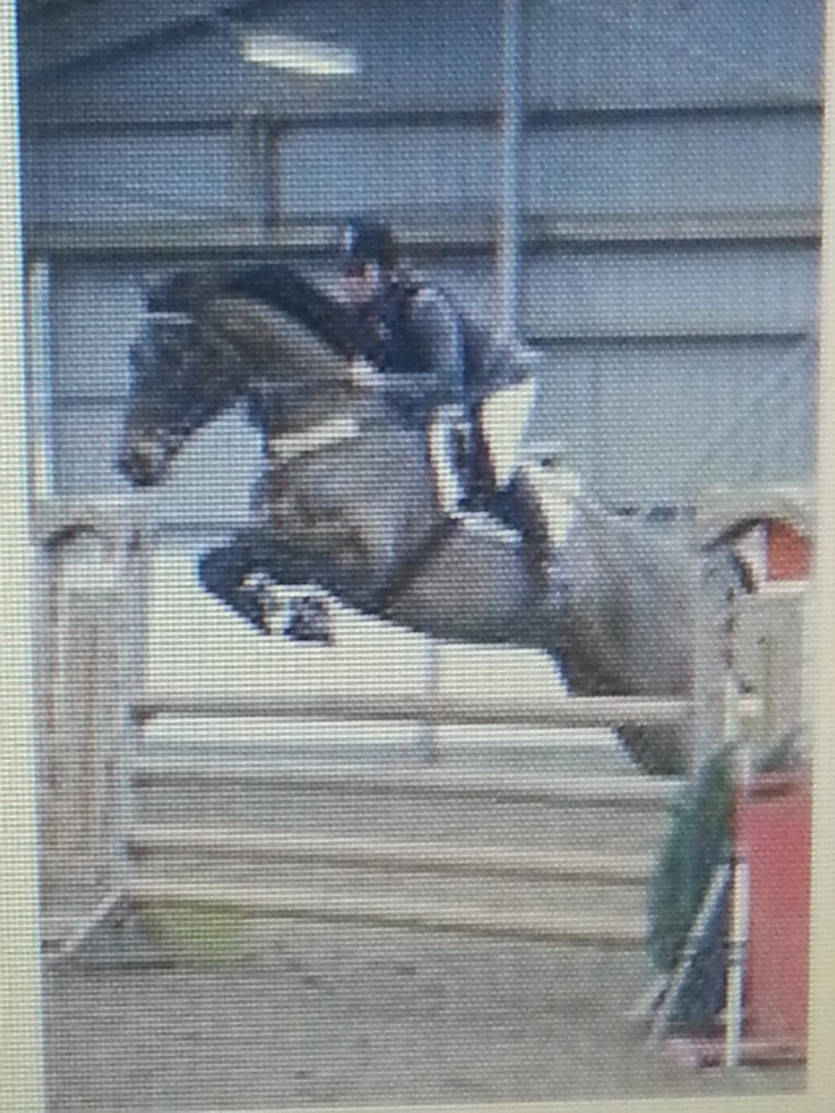 Dansk Varmblod La Bryere - Undskykder kvaliteten..  billede 10