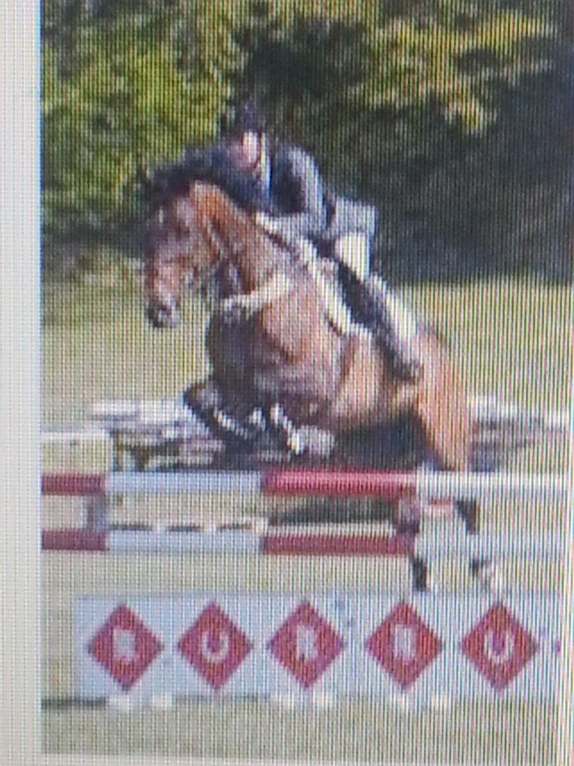 Dansk Varmblod La Bryere - Undskylder kvaliteten.. LC/LB Morsø billede 11