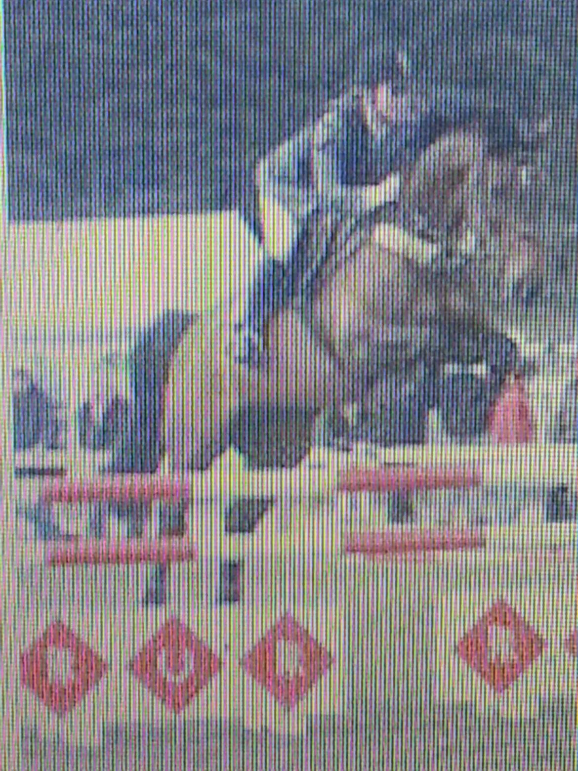 Dansk Varmblod La Bryere - Undskylder kvaliteten.. LC/LB Morsø billede 12