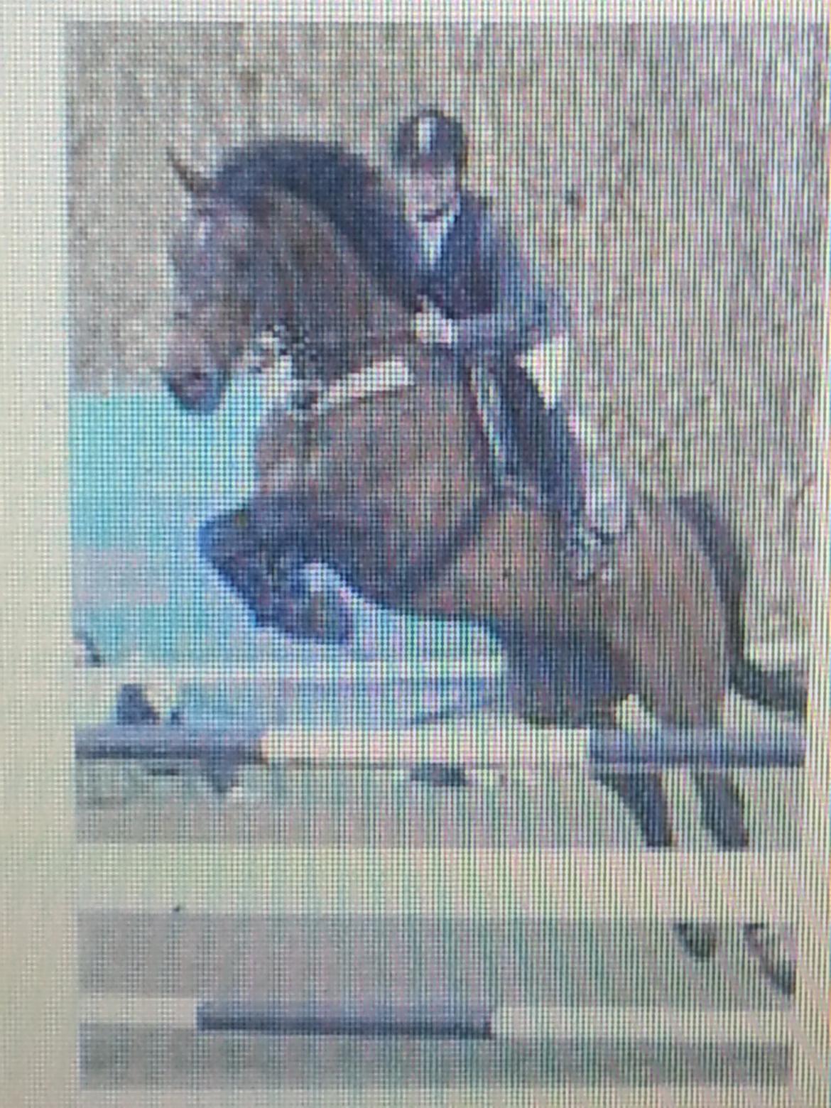 Dansk Varmblod La Bryere - Undskylder kvaliteten.. LC/LB Morsø billede 13