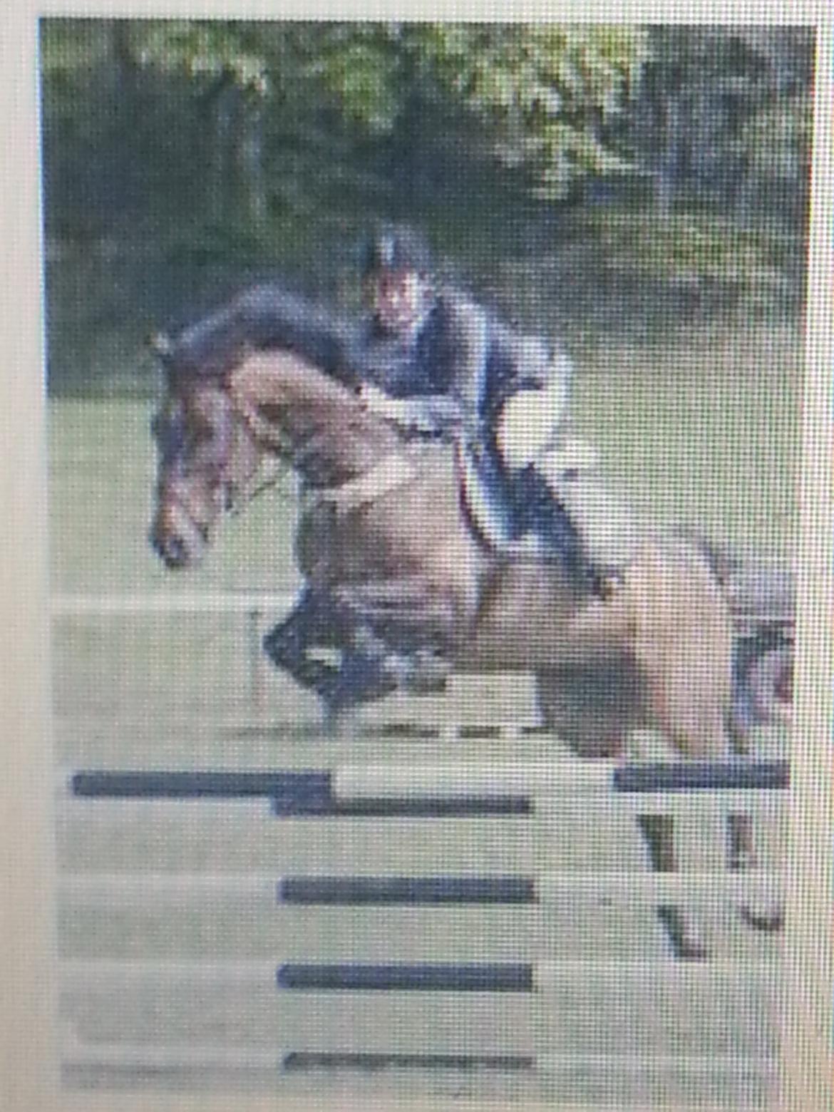 Dansk Varmblod La Bryere - Undskylder kvaliteten.. LC/LB Morsø billede 14