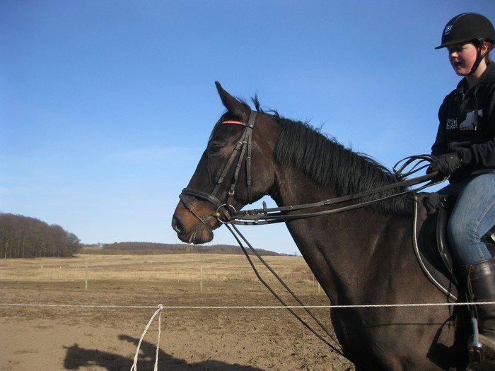 Holstener Unalaska billede 2