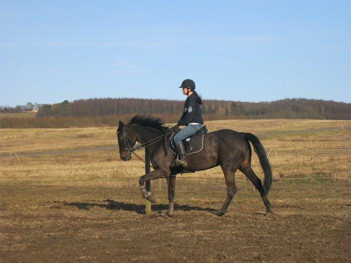 Holstener Unalaska billede 7